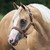 Perri's Buck Stitch Halter CHESTNUT/WHITE ON HORSE