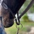 DziaSport Happy Horse Leather Halter CHIN