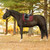 Equinavia Bergen Crystal Dressage Pad BURGUNDY LIFESTYLE