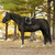 Equinavia Bergen Crystal Dressage Pad BLACK LIFESTYLE