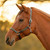 Equinavia Siri Polo Leather Halter BLACK/THYME