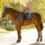 LeMieux Heritage Herringbone Dressage Pad COCOA LIFESTYLE