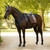 LeMieux Heritage Check Dressage Square Pad LIFESTYLE