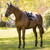 LeMieux Heritage Check Jump Square Pad LIFESTYLE