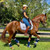 DSB Glossy Dressage Sport Boot
Navy boots with bell boots, sold separately