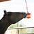 Jolly Stall Snack Holder IN USE