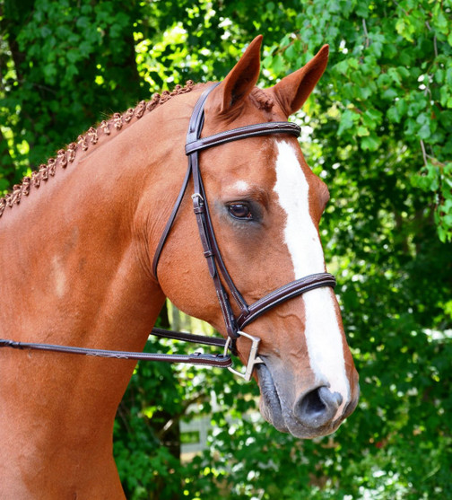 KL Select Black Oak Aster Snaffle Bridle