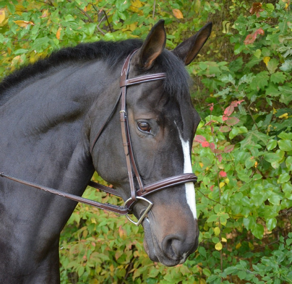 Black Oak Cyprus Snaffle Bridle