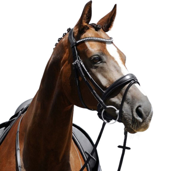 Passier Atlas Snaffle Bridle on horse