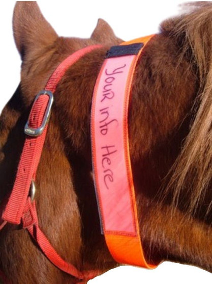 EquestriSafe Horse Identification Collar ON HORSE