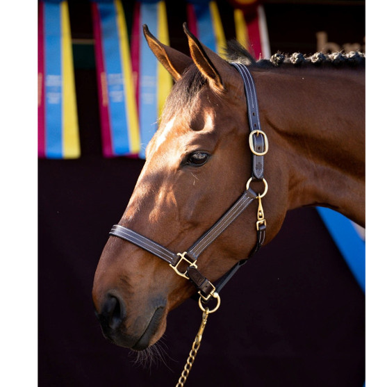 Black Oak Pine Halter LEFT