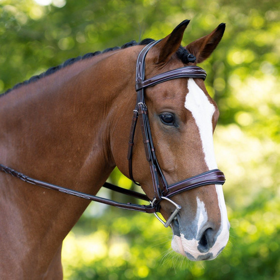 KL Select Hampton Hunter Bridle