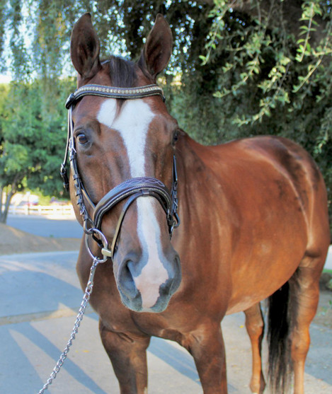 Halter Ego Crystal Jumper Bridle front horse