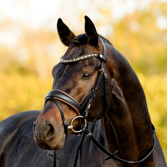 Lumiere Pippa Bridle BLACK FRONT
