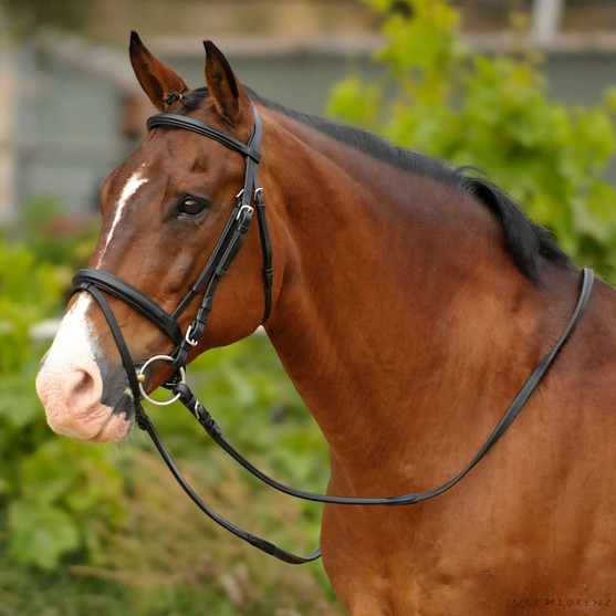 Bobby's English Tack Padded Snaffle Bridle with flash