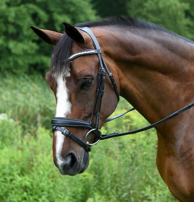 A horse with a halter Description automatically generated with low confidence