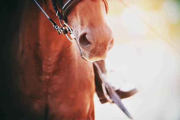 A picture containing mammal, horse, close Description automatically generated