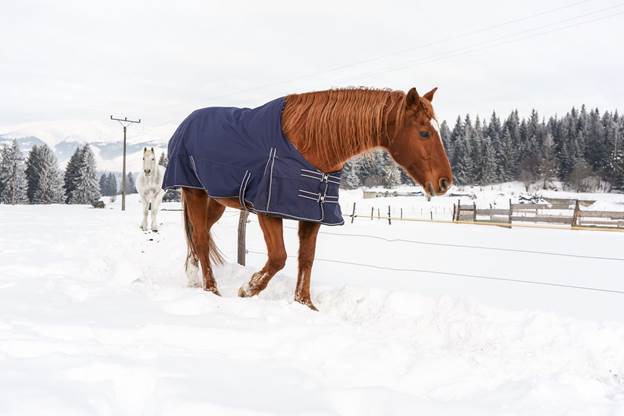 A picture containing snow, outdoor, horse, sky Description automatically generated