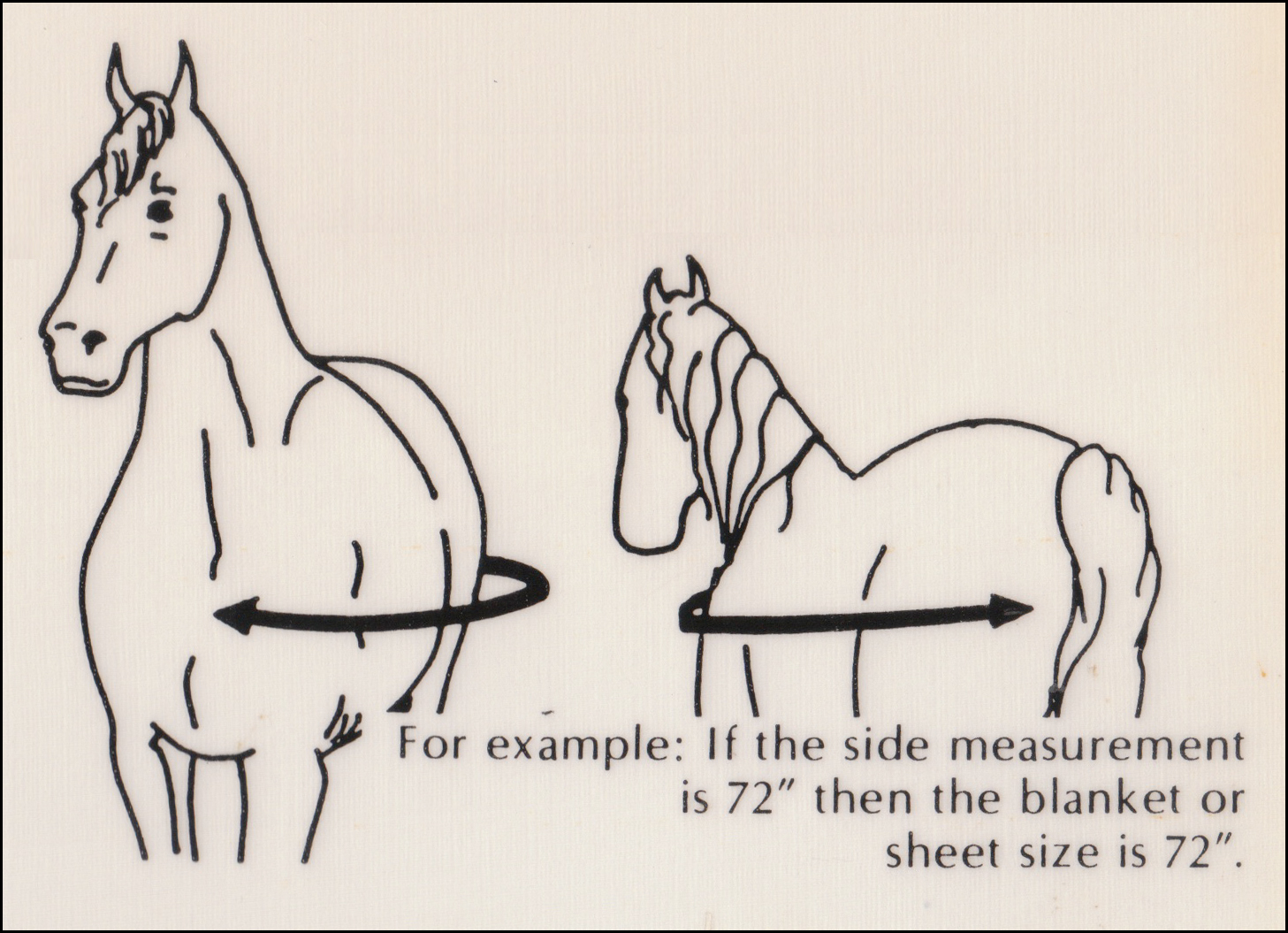 How to measure and fit a horse blanket [Visual Guide] - Horses and Us