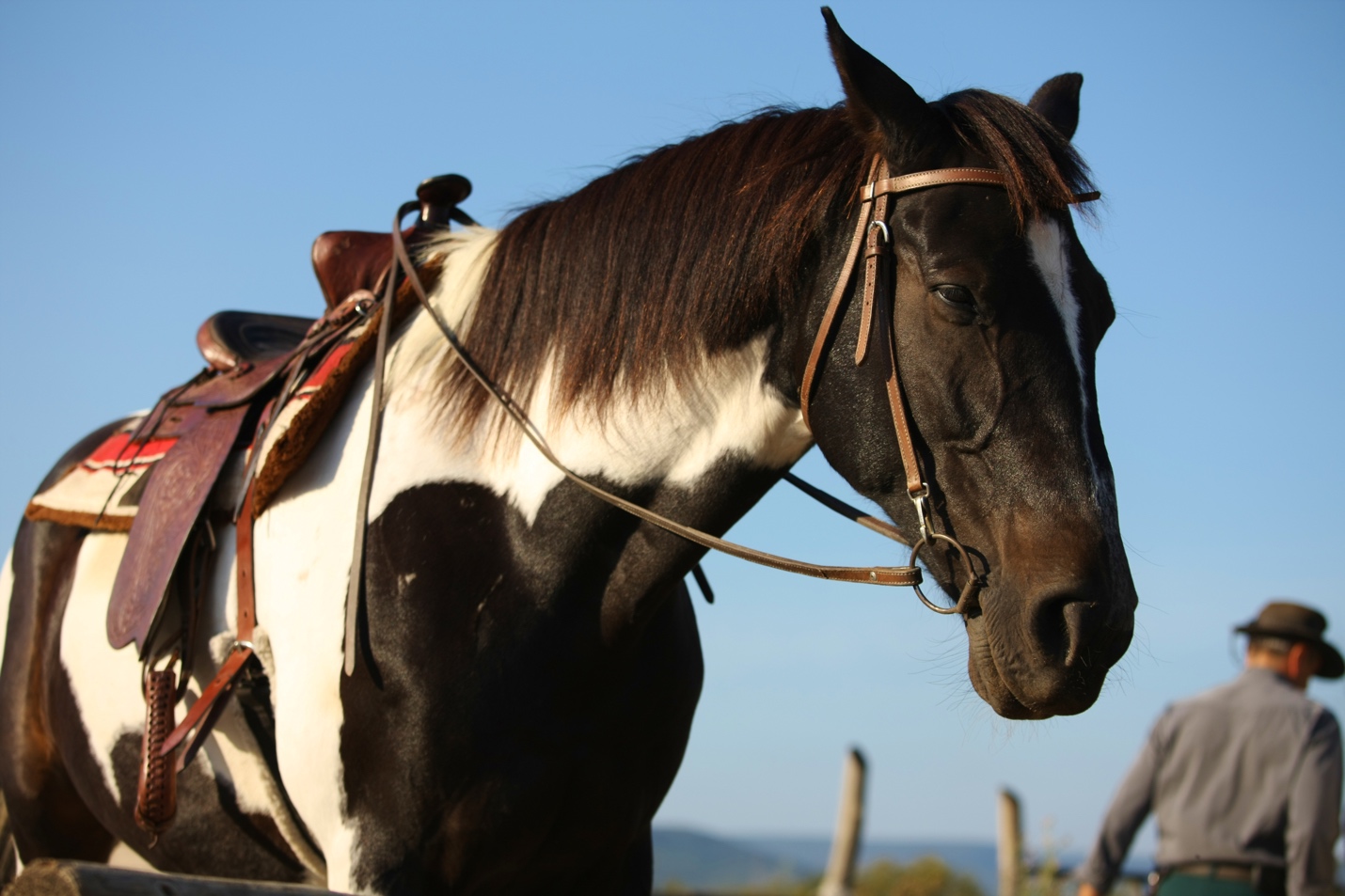 A couple of horses stand near each other Description automatically generated with medium confidence