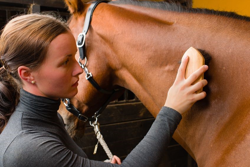 Best Tips for Horse Grooming