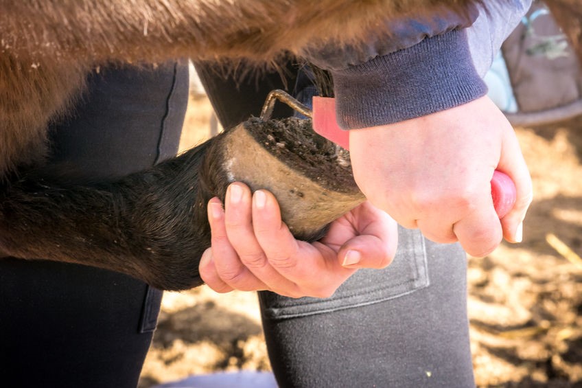 How to clean horse hooves - picking hooves tips