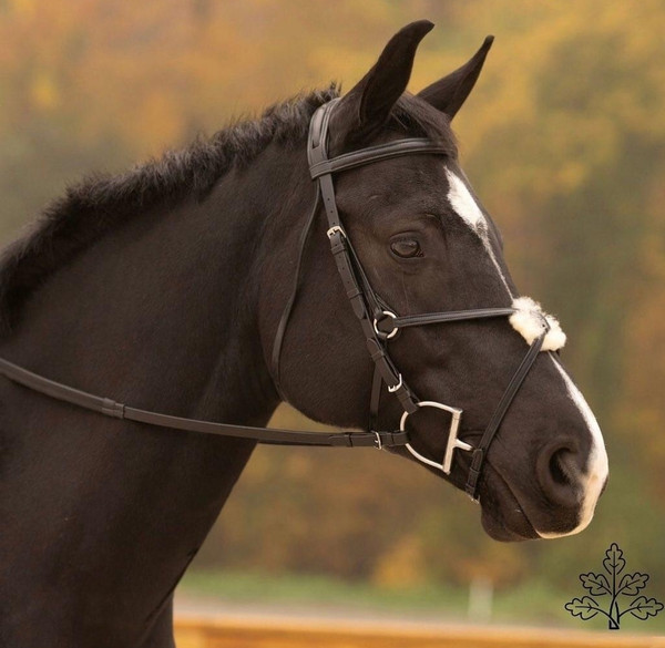 Black Oak Birch Figure 8 Bridle- Jumping Eventing Tack
