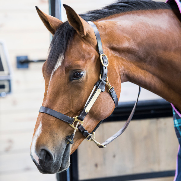 ThinLine Halter Busy Buddy- Equine Calmers