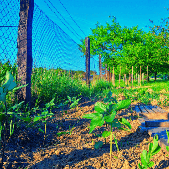 in ground garden