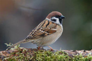 Lessons Learned from a Sparrow's Quest for Sunflower Seeds
