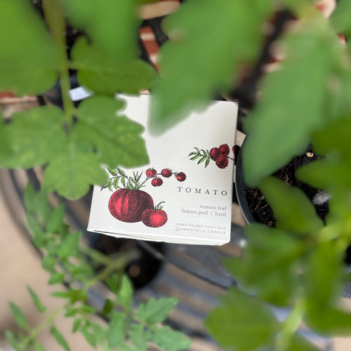 Terrace Collection clean-burning soy candles by Annapolis Candle Company featuring Fig Tree and Tomato scents, hand-poured 10 oz candles with natural, garden-inspired fragrance on display at Pine Apple Mercantile Co.