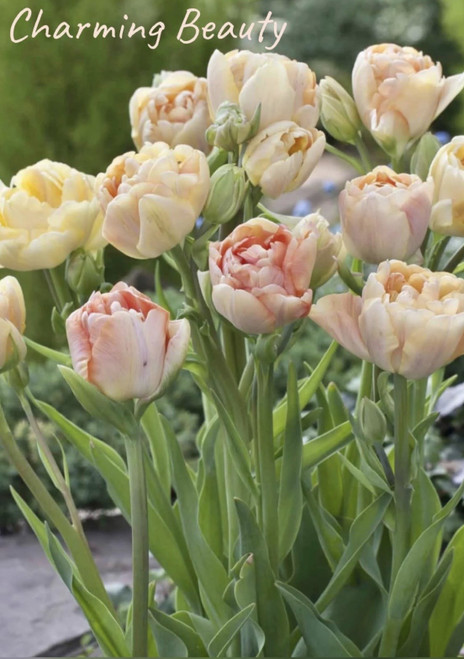 Collector tulip bulbs that produce vibrant spring blooms. Ideal for garden beds, planter, cut gardens. These high performing bulbs produce showstopping color in Spring.