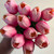 pink/mauve real touch tulips bundle of 12 - 13"