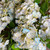 Bundle of three blue real touch hydrangea blooms with a realistic green leaf stem arranged in a decorative vase, featuring lifelike petals and classic Southern-inspired home décor styling.