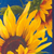 Sunflower guest towels