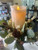 Moving flame 3x5 inch pillar candle with realistic flickering flame and wax-drip design, battery operated LED candle with six-hour timer, perfect for farmhouse décor, mantels, lanterns, and cozy southern home accents.