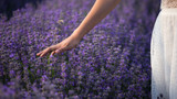 Lavender: The Reason It's the Best!