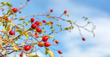 Rose Hip & Its Benefits 