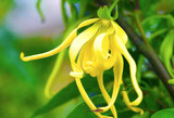 Ylang Ylang Essential Oil benefits