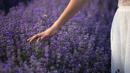 Lavender: The Reason It's the Best!