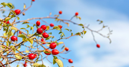 Rose Hip & Its Benefits 