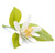 neroli pure essential oil