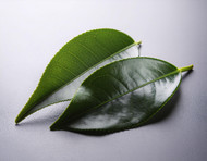Camellia Sinensis Leaf Extract