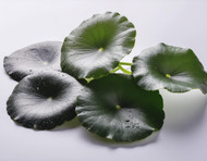 Centella Asiatica Extract