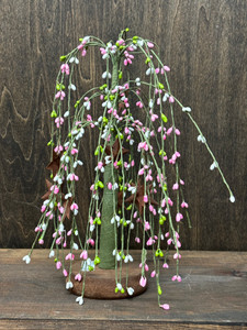 12" PIP BERRY WILLOW TREE 12" PIP BERRY WILLOW TREE