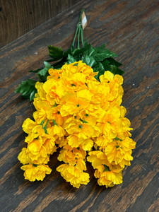 DELPHINIUM BUSH X6-GOLD DELPHINIUM BUSH X6-GOLD