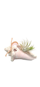 CONCH SHELL W AIRPLANT