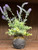 LAVENDER PLANT W/ ROOTS