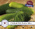 Chilled Dill Pickle Mix