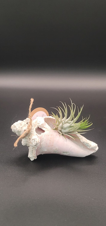 CONCH SHELL W AIRPLANT